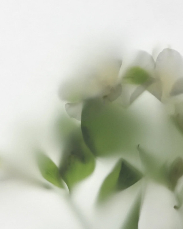 flowers behind frosted glass